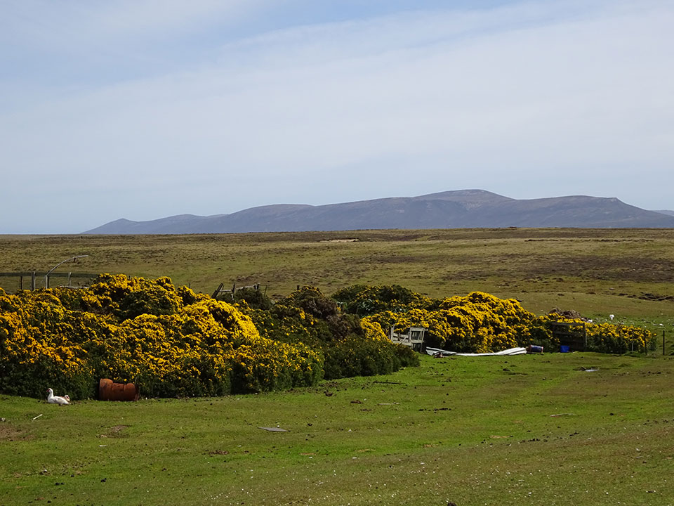 Main Point Farm,Falkland Islands