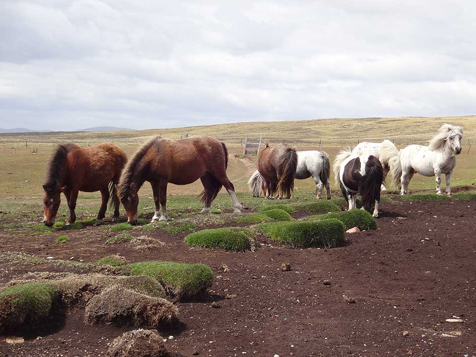 Main Point Farm,Falkland Islands