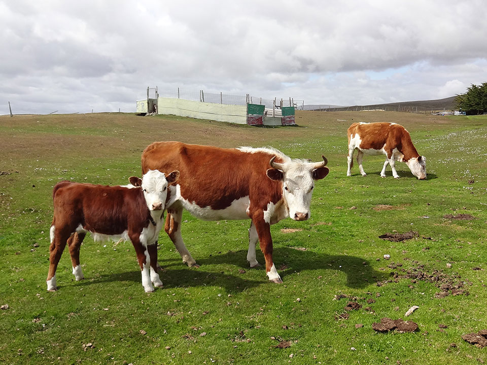 Main Point Farm,Falkland Islands