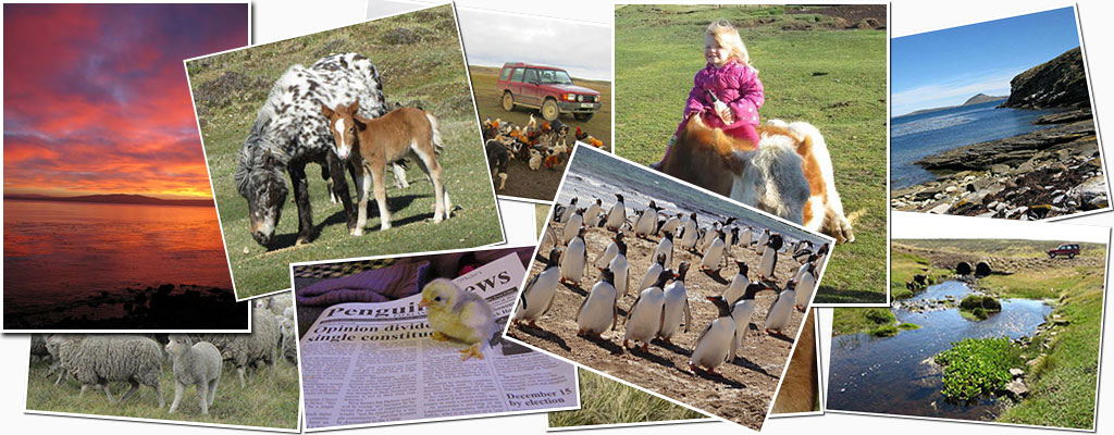 Main Point Farm,Falkland Islands