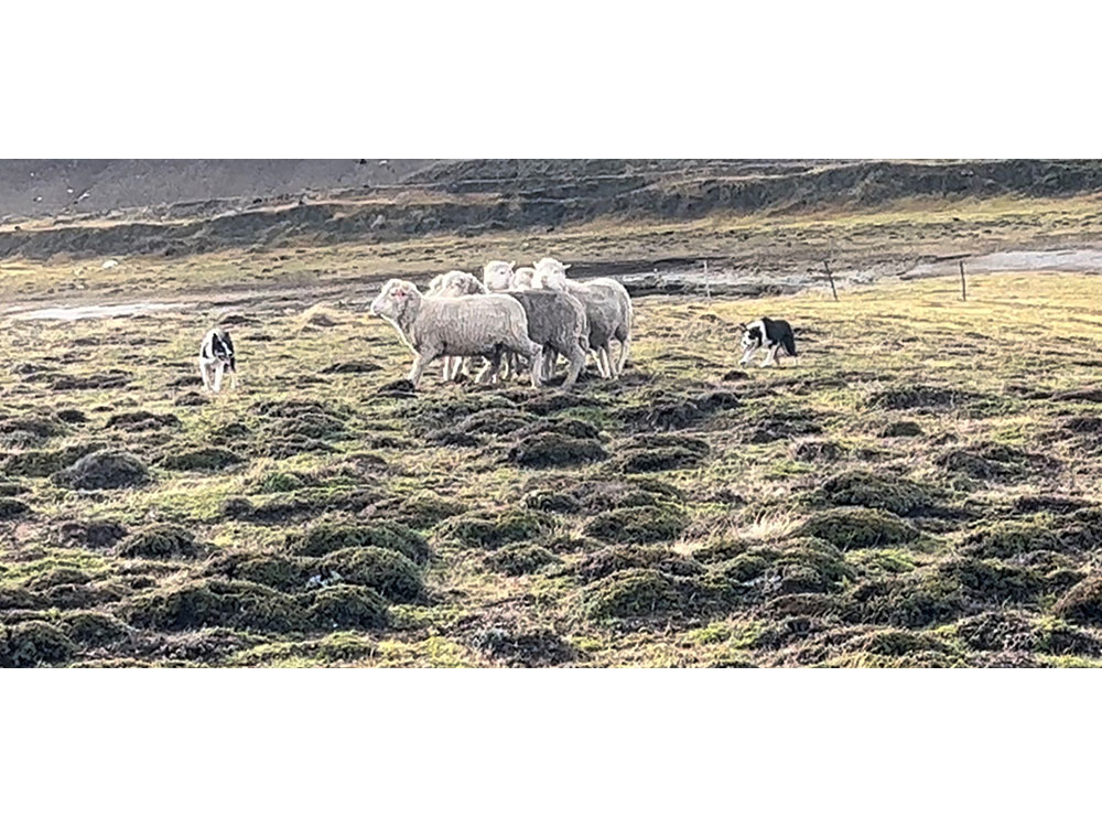 Main Point Farm,Falkland Islands