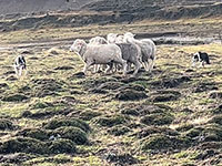 Main Point Farm,Falkland Islands