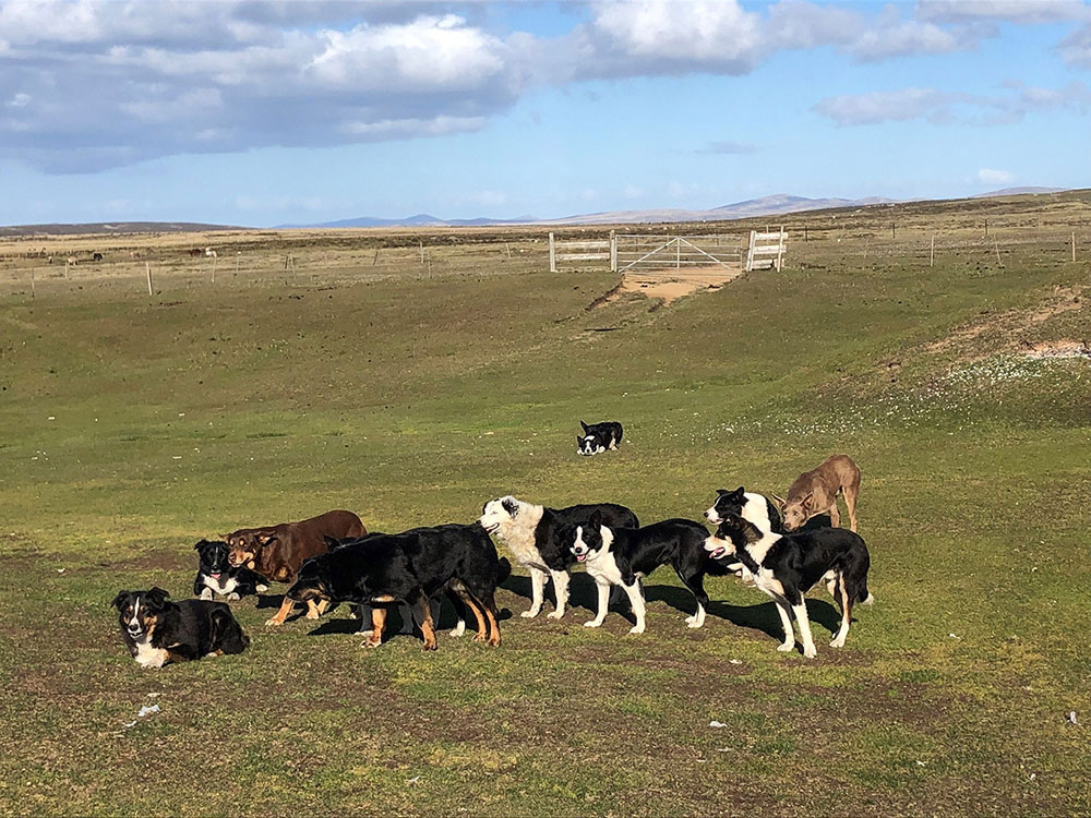 Main Point Farm,Falkland Islands