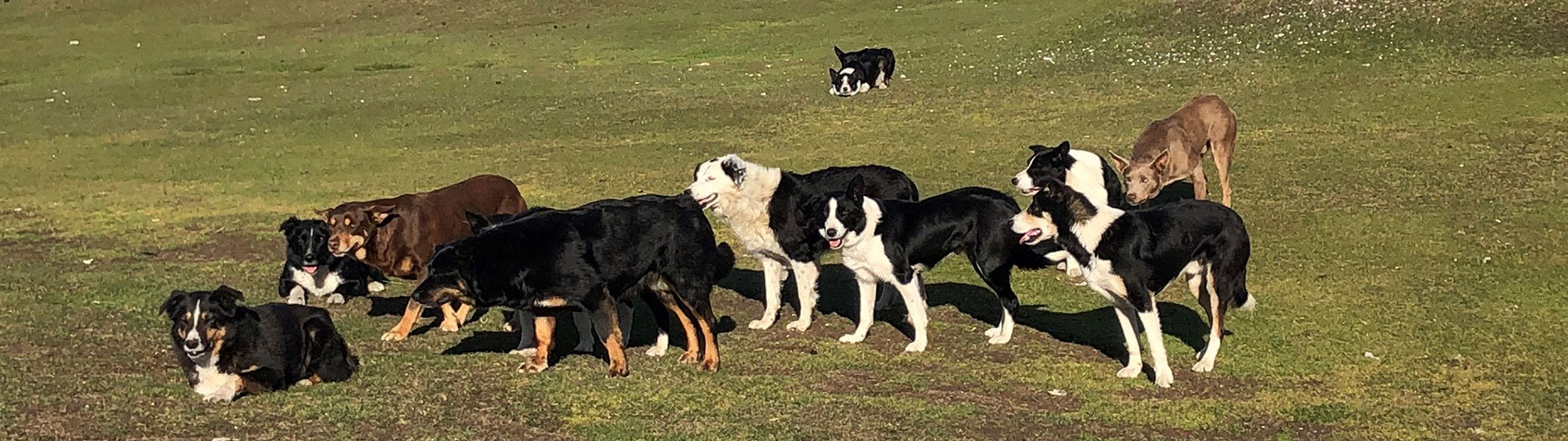 Main Point Farm,Falkland Islands