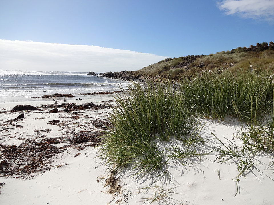 Main Point Farm,Falkland Islands