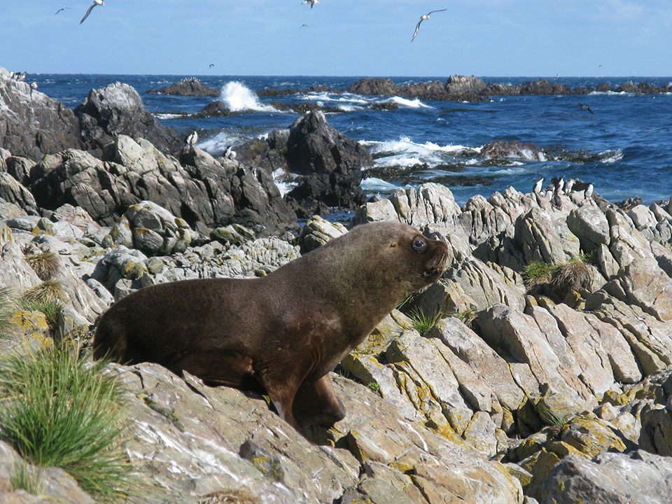 Main Point Farm,Falkland Islands