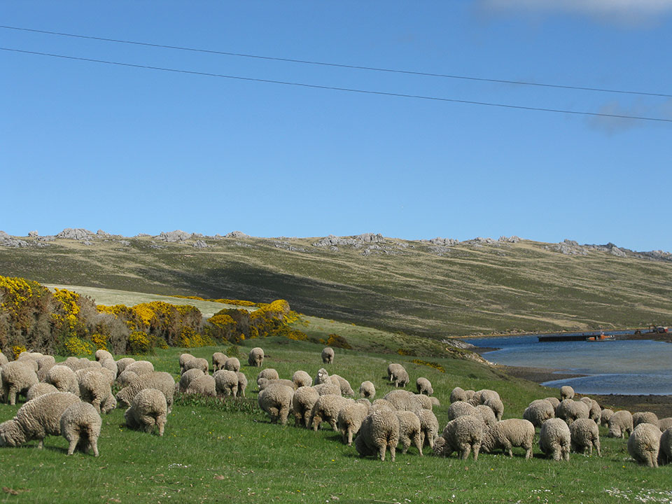 Main Point Farm,Falkland Islands