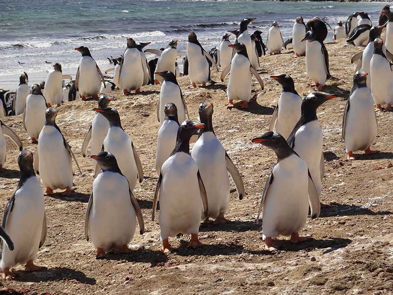 Gentoos on Pebble Island