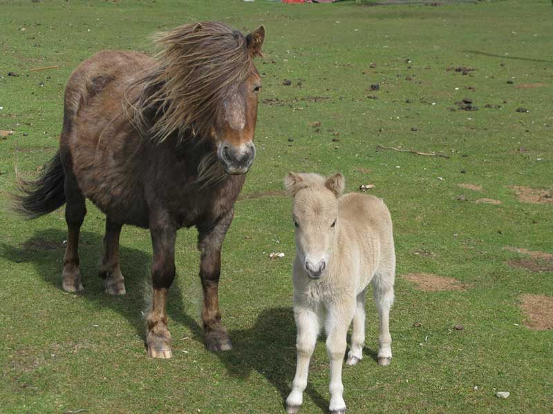 Main Point Farm,Falkland Islands