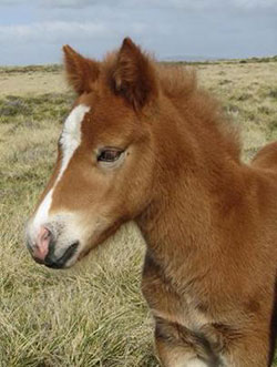 Main Point Farm,Falkland Islands