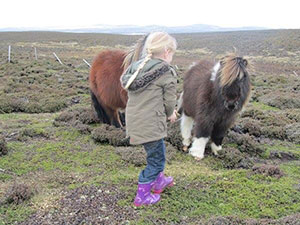 Main Point Farm,Falkland Islands