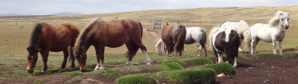 Main Point Farm,Falkland Islands