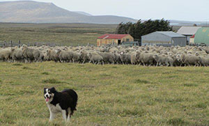 Main Point Farm,Falkland Islands