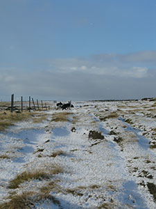 Main Point Farm,Falkland Islands