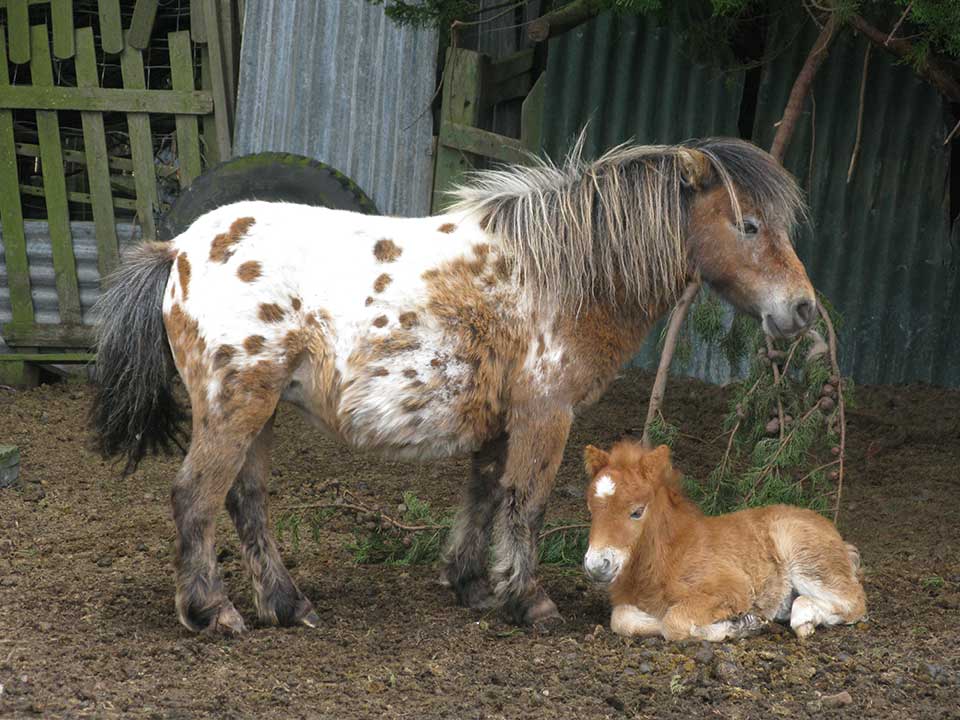 Main Point Farm,Falkland Islands