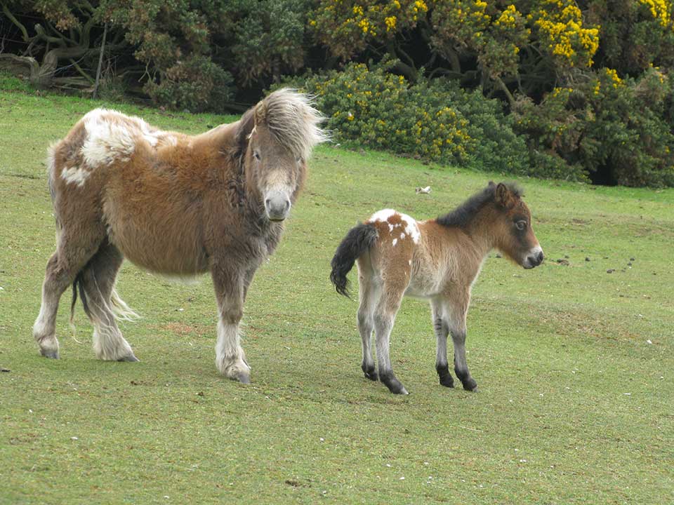 Main Point Farm,Falkland Islands